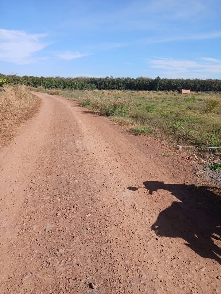 Farm Tân Hội Tây Ninh 13.000m² giá 1,235 tỷ - Thích hợp trồng sầu riêng!