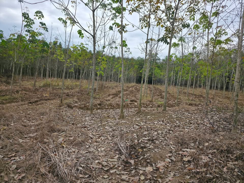 Đất nông nghiệp 16.000m² An Long, Phú Giáo giá 3.2 tỷ - Cơ hội đầu tư hấp dẫn!