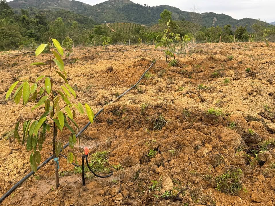 Đất nông nghiệp 5,7 sào tại Đạ Huoai, Lâm Đồng giá 650 triệu - Đầu tư sinh lời ngay!