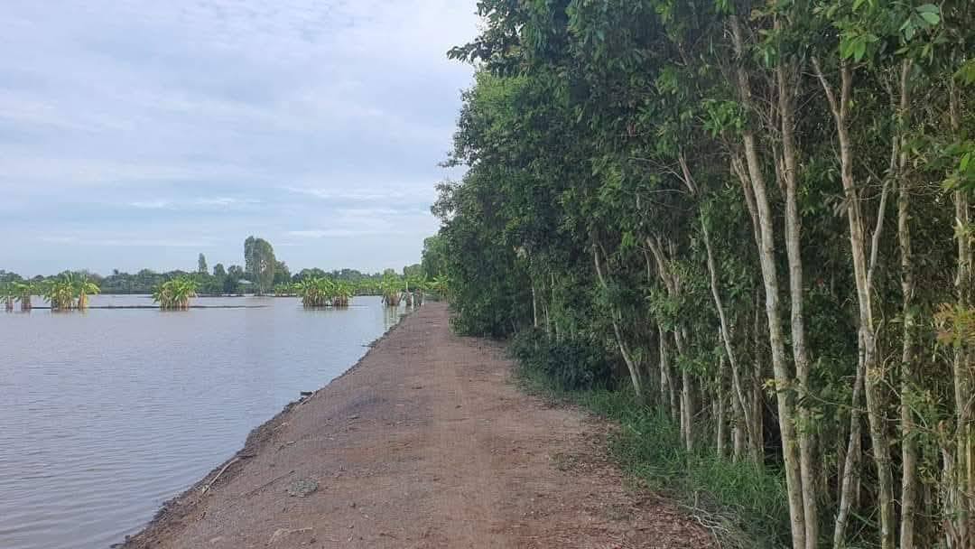 Đất lúa mặt tiền đường bờ kênh 1174m² giá 420 triệu - Sổ đỏ chính chủ