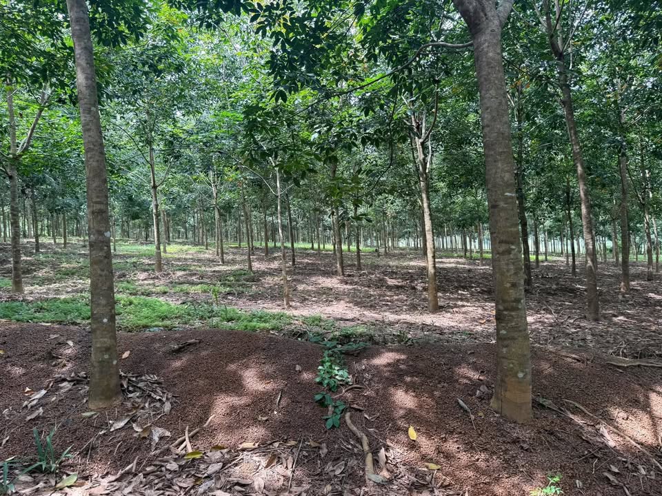 Đất 36000m² tại Tân Hưng Hớn Quản giá 5 tỷ - Cơ hội đầu tư tuyệt vời!