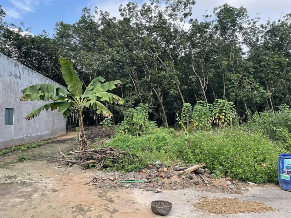 Đất nền Hòa Lợi, Thủ Đức 50m² giá 1.2 tỷ - Cơ hội đầu tư tiềm năng!