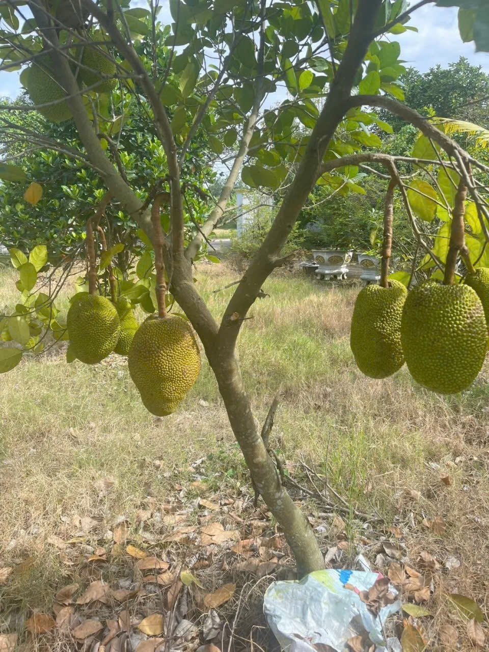 Nhà vườn xã Long Cang, Cần Đước 1.200m² giá 3.95 tỷ - Đầu tư lý tưởng!