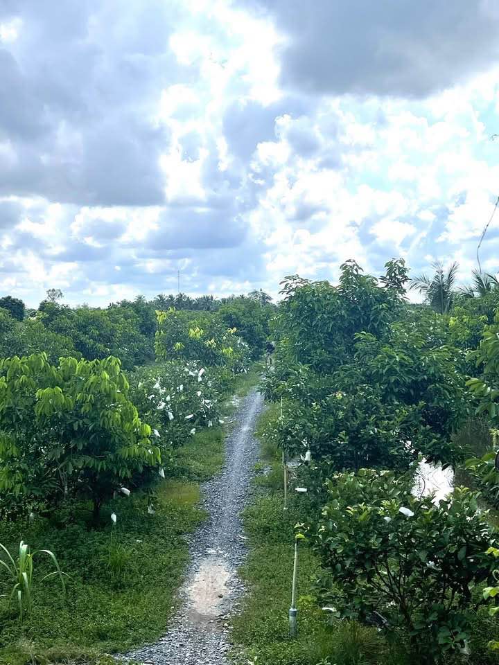 Đất nền mặt đường Tân Ngãi, Vĩnh Long 12.442m² giá 14.93 tỷ - Chính chủ bán gấp!