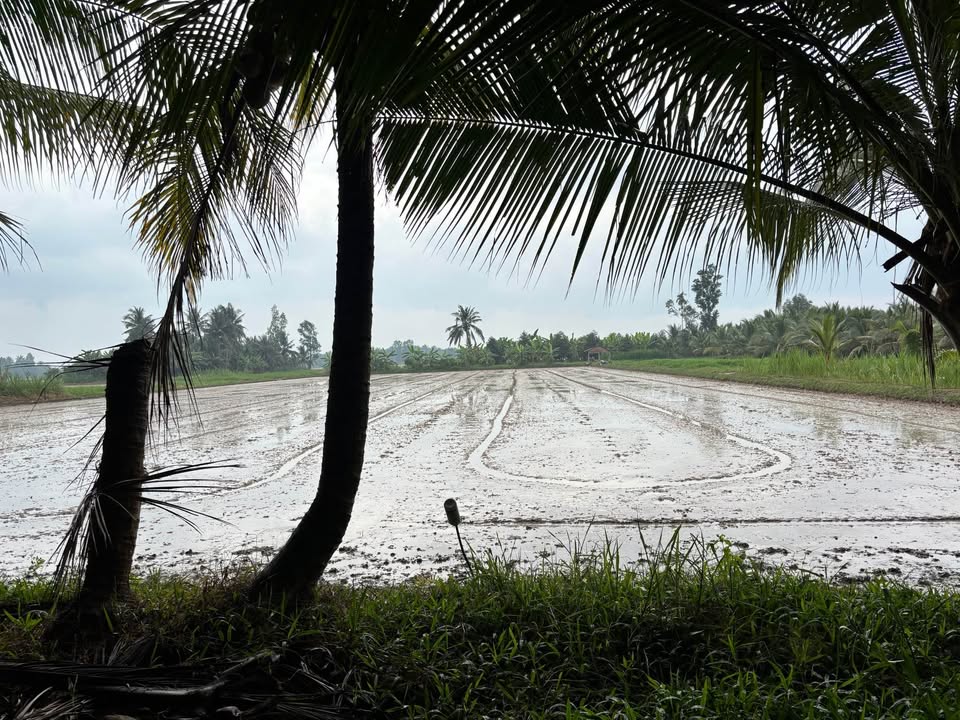 Đất Nền 5000m² Xã Tân Quới Trung, Vĩnh Long - Giá Chỉ 1.5 Tỷ, Đầu Tư Sinh Lời!