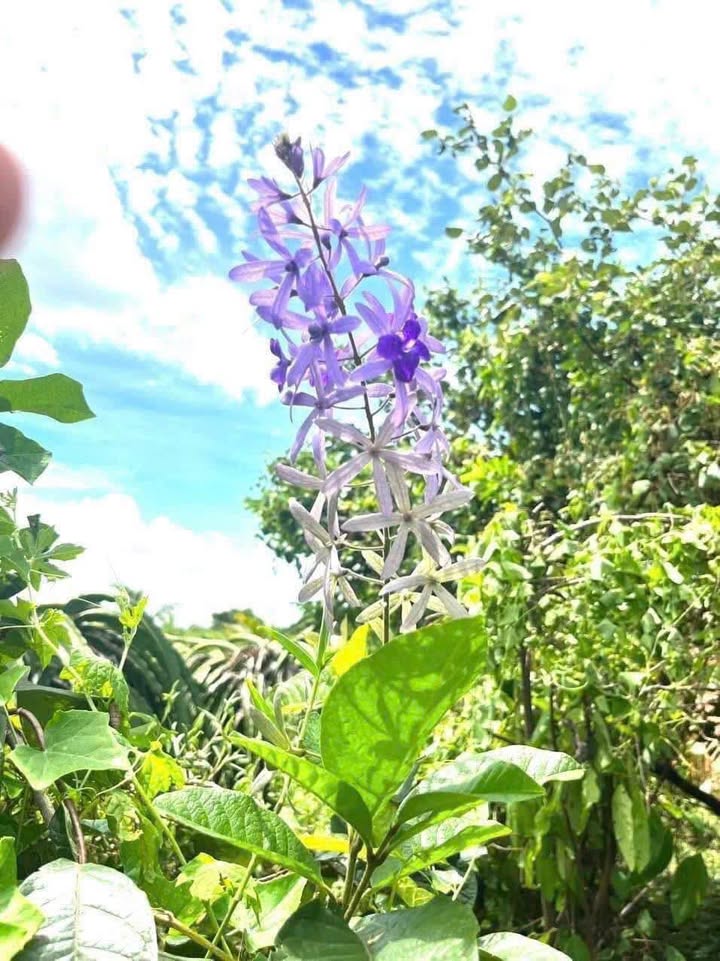 Nhà vườn Hàm Kiệm 2900m² giá 1.1 tỷ - Cơ hội đầu tư tuyệt vời!