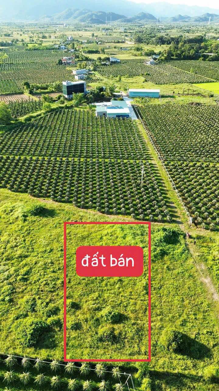 Đất vườn 1 sào 7m² tại Hàm Liêm, Bình Thuận giá chỉ 500 triệu - Cơ hội đầu tư tuyệt vời!