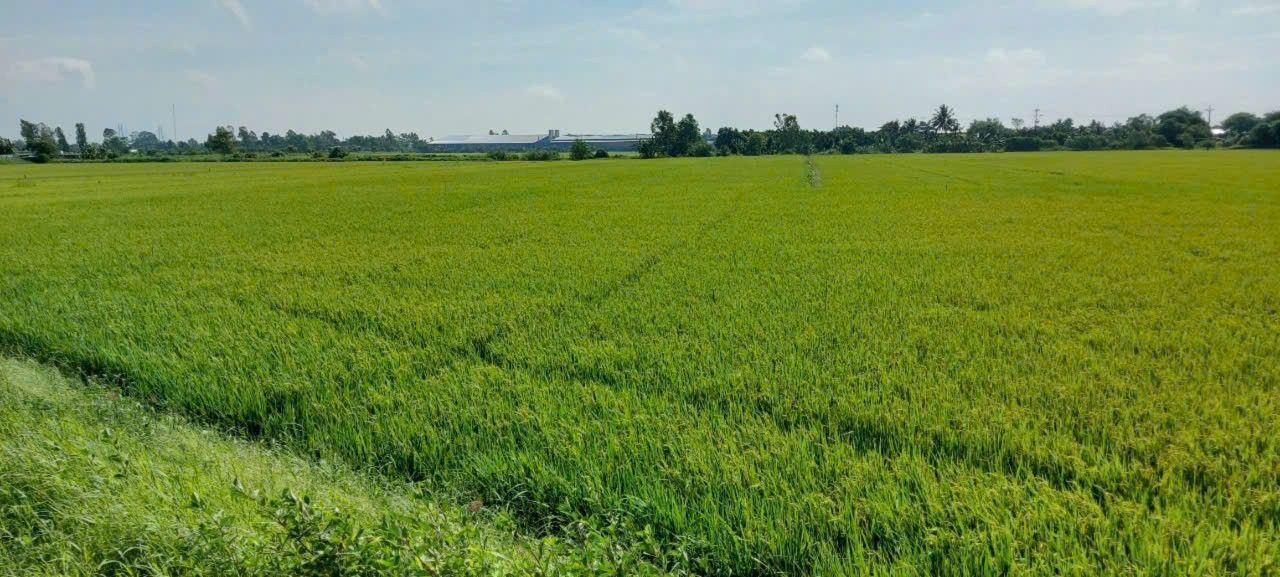 Đất Farm 65 Công Vĩnh Thạnh Cần Thơ 84.240m² - Gần KCN VSHIP, Giá 24.7 Tỷ!