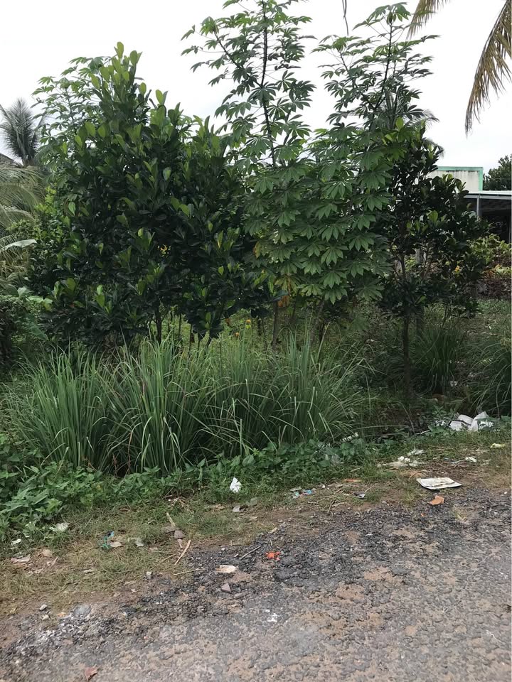 Bán đất nền biệt thự Phước Hậu, Vĩnh Long 233.9m² - Đường nhựa ô tô, giá tốt!