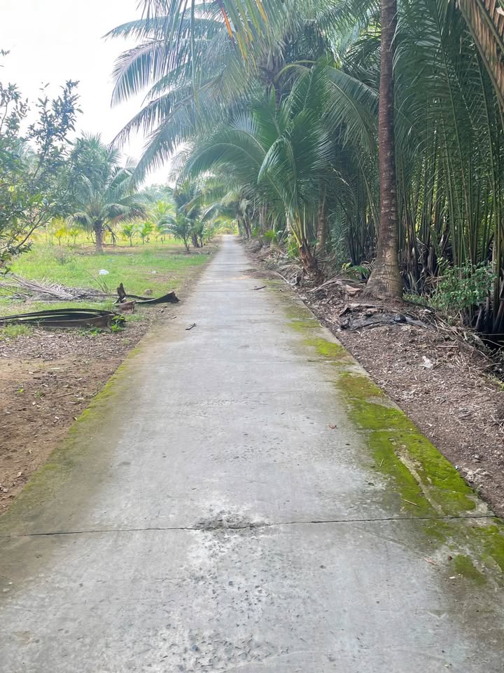 Nhà riêng Tân Thanh, Giồng Trôm 245m² giá 430 triệu - Ô tô vào tận nhà!