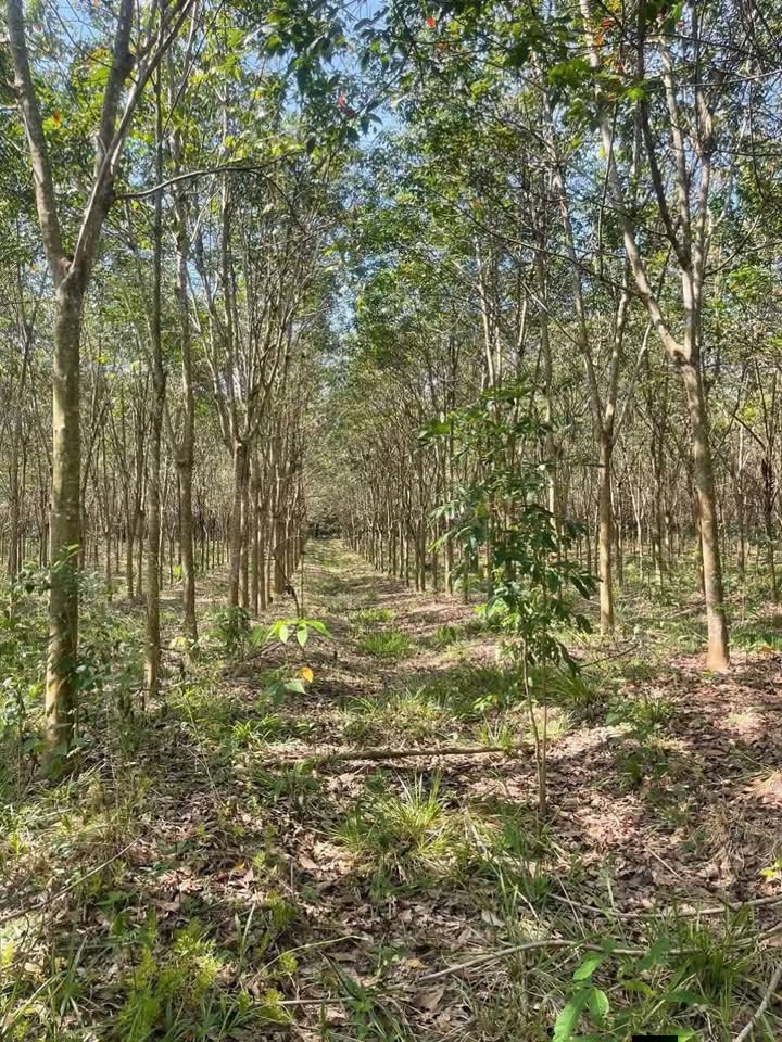 Farm 11ha tại Tân Hưng, Hớn Quản - Cơ hội đầu tư hấp dẫn!