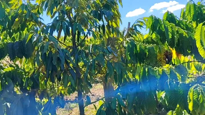 Đất Farm 1.55ha tại Ia Ga, Chư Prông, Gia Lai - Giá chỉ 2.2 tỷ, có thương lượng!