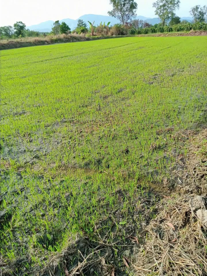 Đất nông nghiệp 4 sào tại Thôn Ninh Thuận, Hàm Chính - Giá chỉ 924 triệu