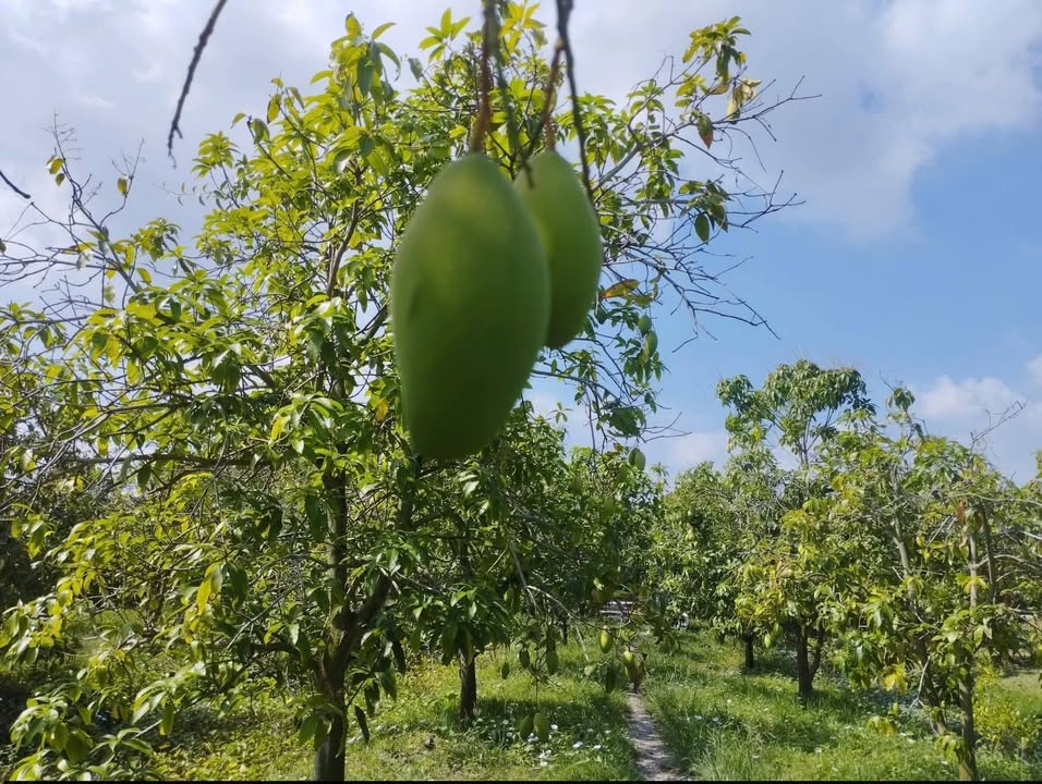 Đất Farm Vĩnh Xương, Tân Châu 40.000m² giá 1.4 tỷ - Cơ hội đầu tư hấp dẫn!