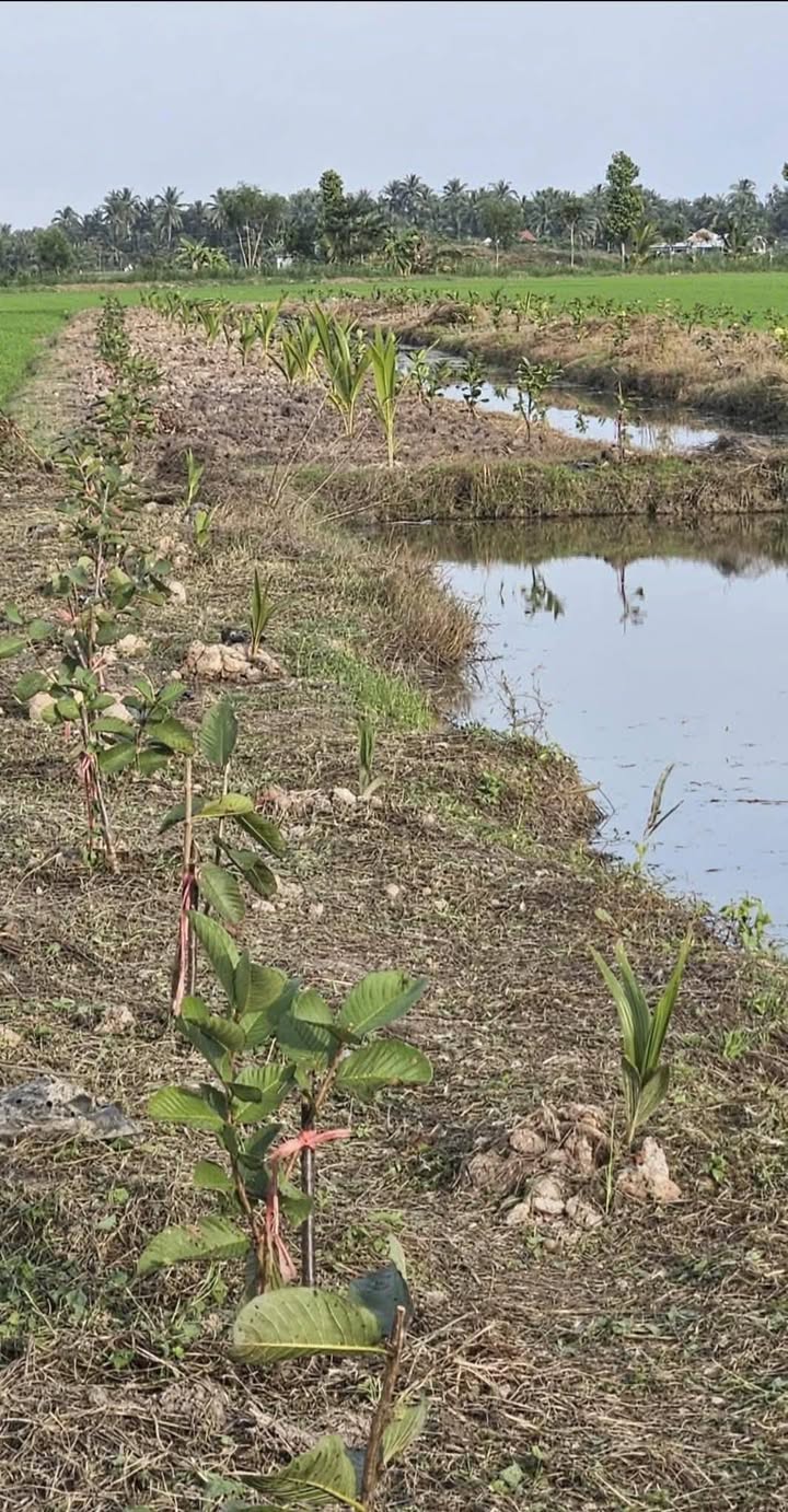 Đất Vĩnh Long 2.452m² giá 700 triệu - Đầu tư sinh lời ngay!