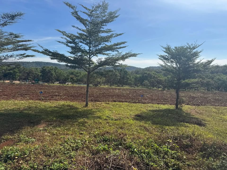 Đất nền xã Ia Lang, Đức Cơ 210m² - Vị trí kinh doanh sầm uất gần chợ