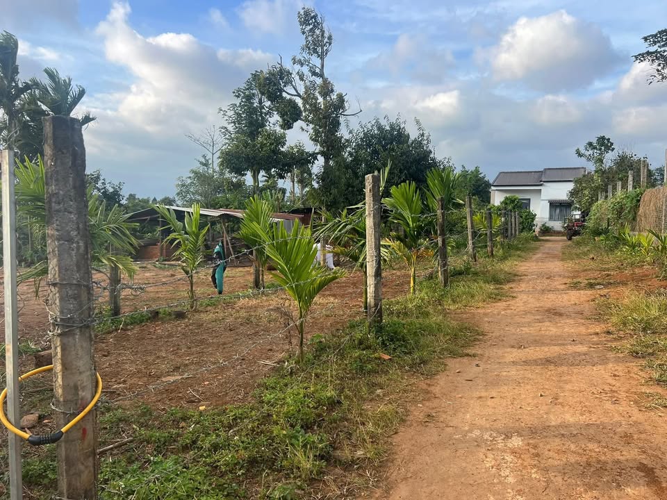 Đất nền Ea Tiêu, Cư Kuin 1500m² giá 900 triệu - Bằng phẳng, thuận tiện đầu tư!