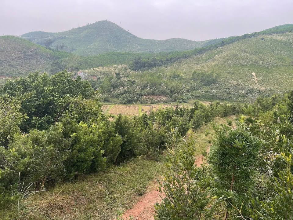 Đất Farm 23ha tại Đông Ngũ, Tiên Yên, Quảng Ninh - Giá chỉ từ 200 triệu/ha!