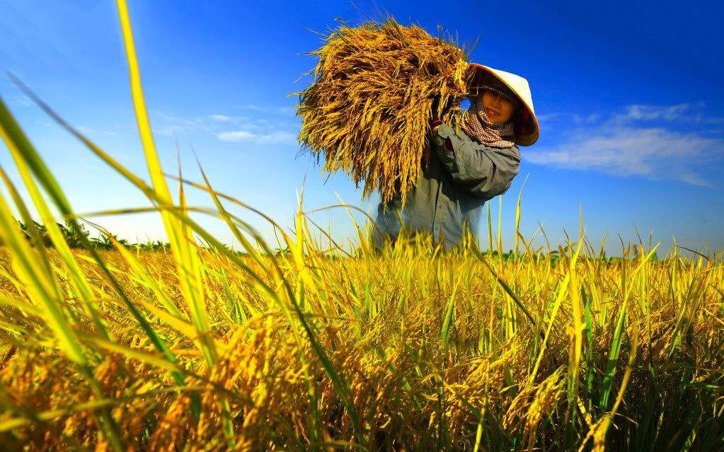 Đất mặt tiền 43m tại Vĩnh Thành, Châu Thành - Diện tích 1000m², giá 200 triệu - Cơ hội đầu tư hấp dẫn!