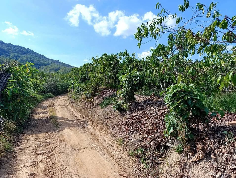 Đất nông nghiệp 1354m² Liên Hiệp, Đức Trọng - Chỉ 900 triệu, đầu tư sinh lời!