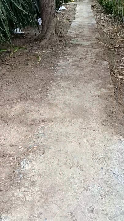 Đất nền tại Bình Phục Nhứt, Chợ Gạo, Tiền Giang - Giá chỉ 170 triệu