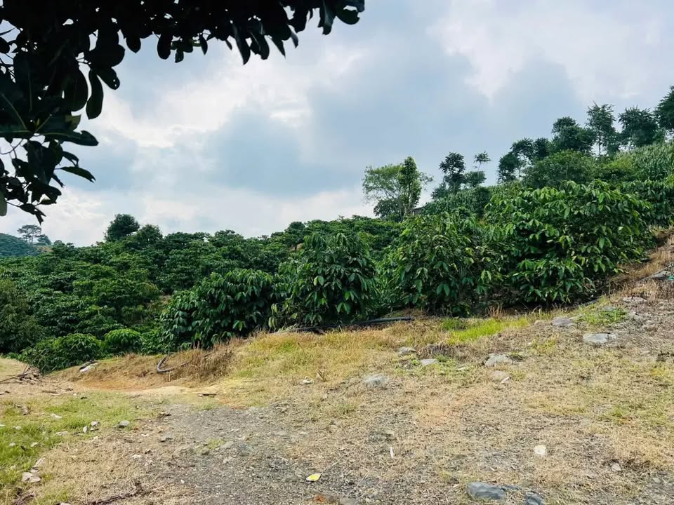 Đất nền Tà Hine, Đức Trọng, Lâm Đồng, 2.6ha giá 10 tỷ - Cơ hội đầu tư hấp dẫn!