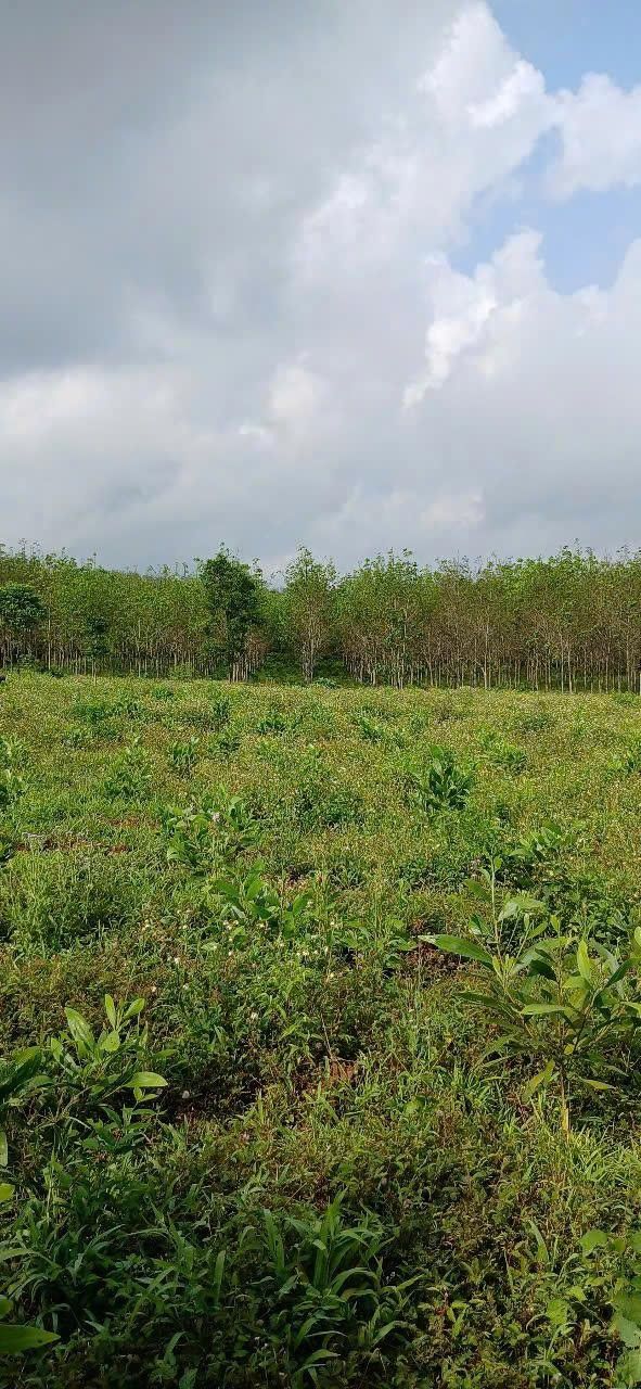 Đất trồng cây lâu năm tại thôn Hiền Dũng, xã Vĩnh Hoàng, 2255m² giá 300 triệu - Đầu tư sinh lời hấp dẫn!