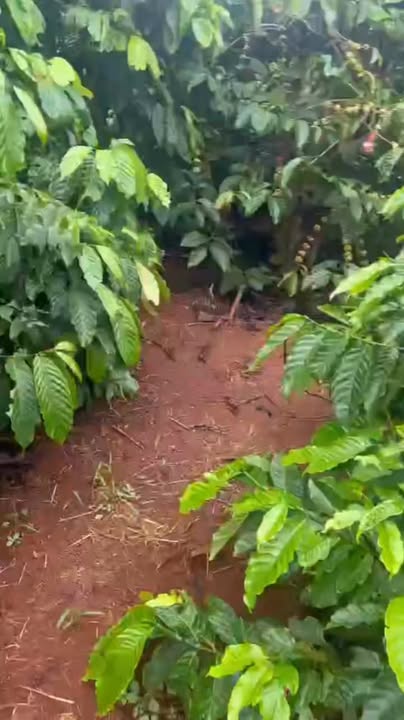 Đất nền phường Ea Sol, huyện Ea H'leo 3362m² giá 30 triệu/m² - Cơ hội đầu tư hấp dẫn!