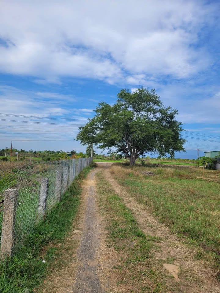 Đất Phú Hòa, Hàm Thắng 1600m² giá chỉ 350 triệu - Cơ hội đầu tư tuyệt vời!