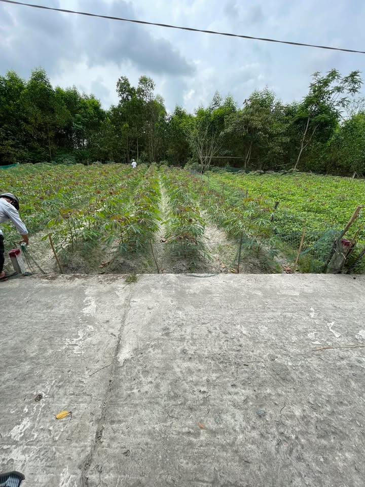 Đất trồng cây Phú Thạnh, Tam Phú, Tam Kỳ 550m² giá 300 triệu - Hướng Đông mát mẻ!