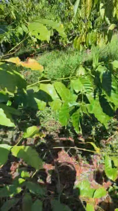 Farm cho thuê 7 sào tại Ia Nhin, Chư Păh, Gia Lai - Giá chỉ 390 triệu!