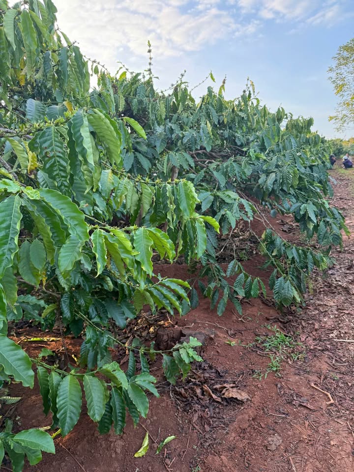 Farm 1ha 7 tại Ia Ka, Chư Păh, Gia Lai - Giá 2 tỷ, đầu tư sinh lời!