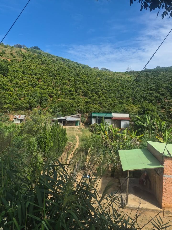 Đất Phúc Thọ Lâm Hà 1,1ha giá 2,8 tỷ - Cơ hội đầu tư tuyệt vời!