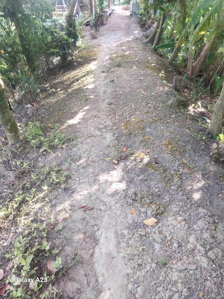 Đất nông nghiệp Tân Nhuận Đông 14,400m² giá 1.188 tỷ - Vườn trái cây đang thu hoạch!