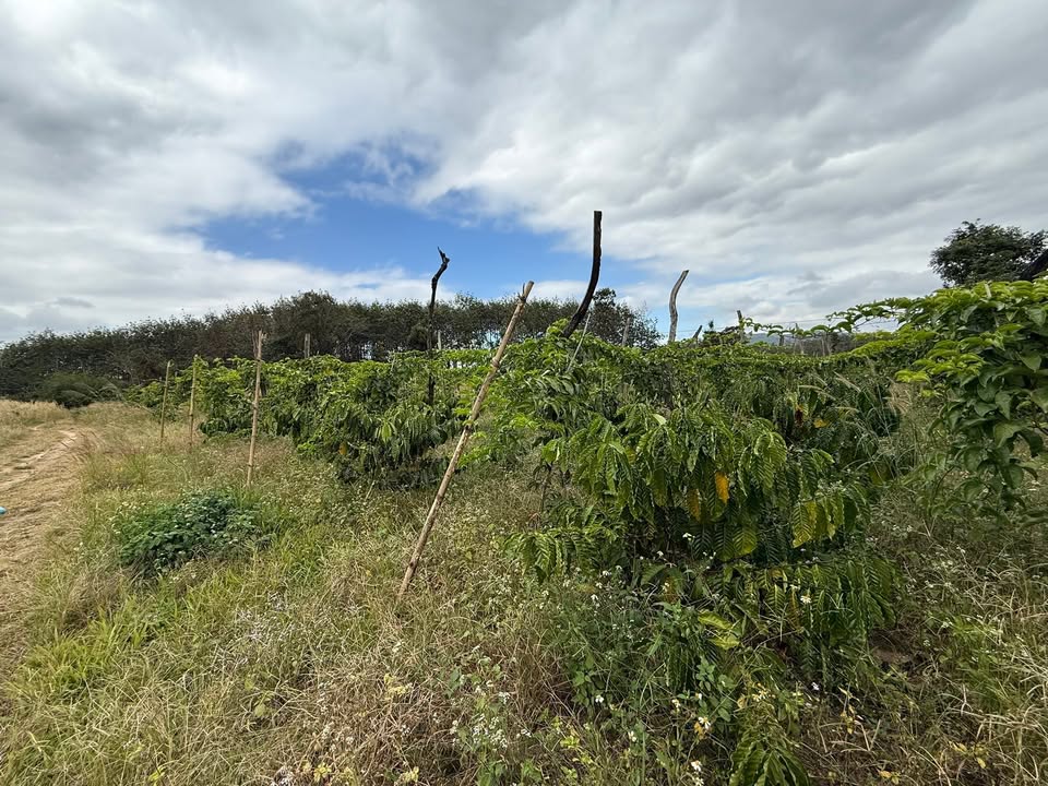 Farm 2ha1 tại thôn 2, xã Ea Ral, Đắk Lắk giá 3.3 tỷ - Kinh doanh cà phê hiệu quả!