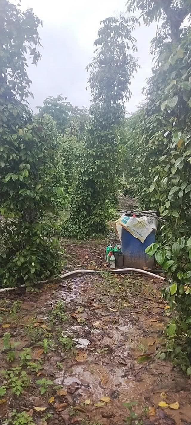 Đất nền 2ha tại Krông Năng, Đắk Lắk giá chỉ 4 tỷ - Cơ hội đầu tư hấp dẫn!