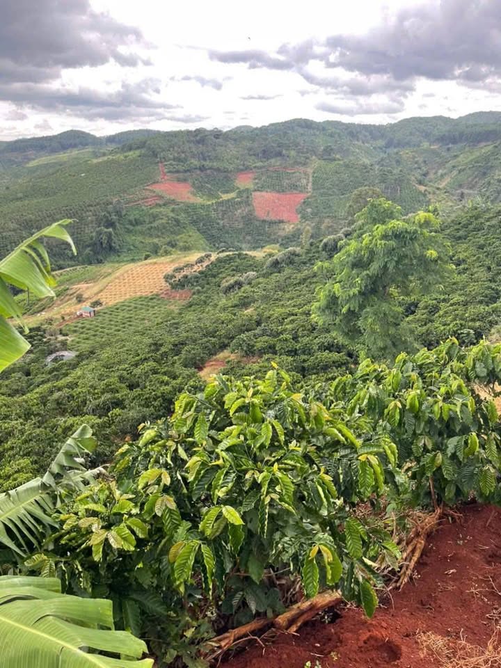 Đất nền Di Linh 10800m² giá 900 triệu - Cơ hội đầu tư sinh lời!