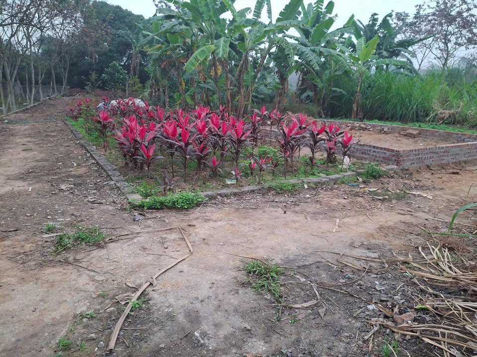 Đất nền Tích Giang, Phúc Thọ 66m² - Cơ hội đầu tư hấp dẫn!