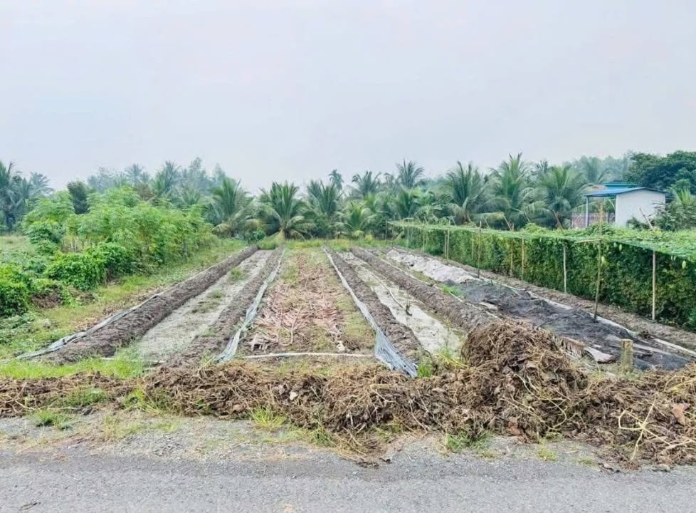 Đất nền Tân Trụ Long An 342m² giá 1.58 tỷ - Sổ hồng chính chủ, đầu tư sinh lời!