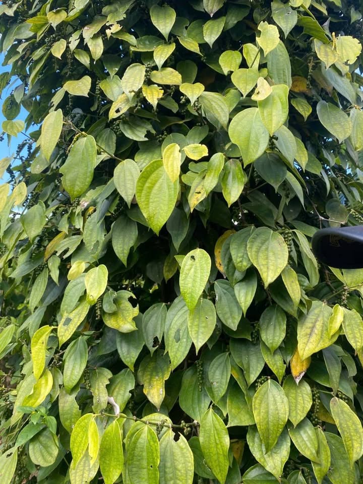 Đất Farm Cư Mốt 21.600m² giá 420 triệu - Giao thông thuận tiện