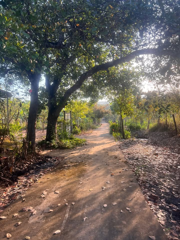 Đất nền Lộc Thiện, Lộc Ninh 360m² giá 3xx triệu - Phù hợp trang trại mini!