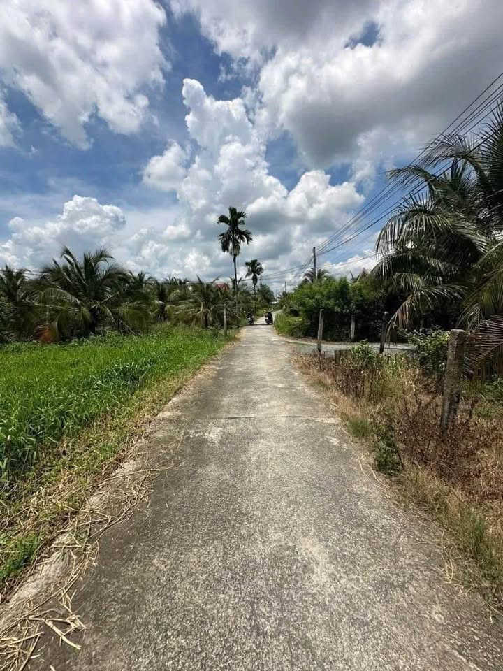 Đất lúa An Vĩnh Ngãi, Tân An 1.000m² giá 1.35 tỷ - Đầu tư sinh lời hấp dẫn!