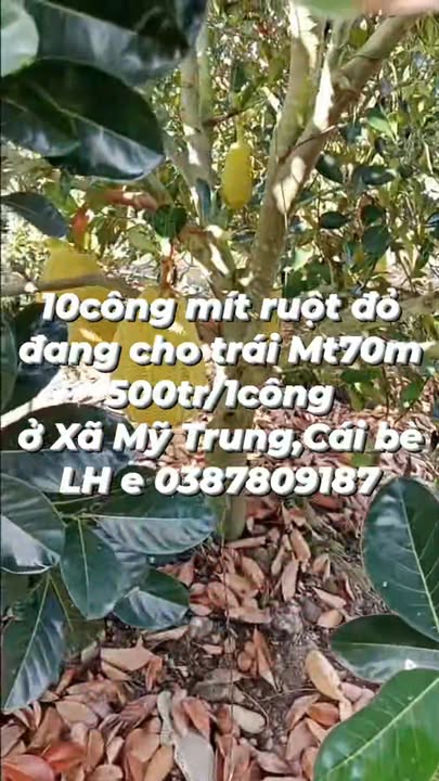 Farm Mỹ Trung Cái Bè 36.000m² giá 5 tỷ - Đất vuông đẹp, sẵn sàng cho mùa vụ!