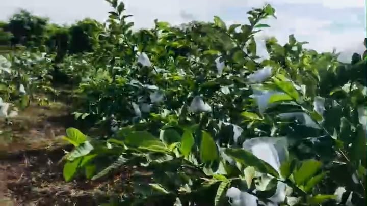 Đất vườn Ea Nuôl 500m² giá 250 triệu - Sổ đỏ chính chủ