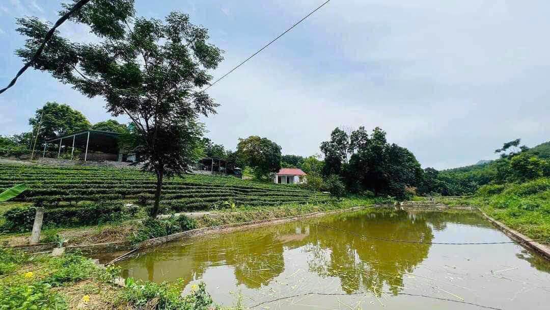 Đất nền Cao Dương, Lương Sơn 3500m² - View núi tuyệt đẹp, giá hợp lý