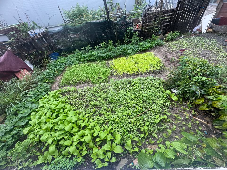 Đất tái định cư Hòa Ninh 1 Đà Nẵng 104m² giá 1.93 tỷ - Hướng Đông, cơ hội đầu tư tuyệt vời!