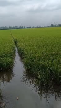 Đất nền Hậu Mỹ Trinh, Cái Bè 6564m² giá 2 tỷ - Đầu tư sinh lời hấp dẫn!