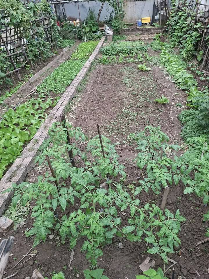 Đất Trâu Quỳ, Gia Lâm 40m² giá 7 tỷ - Lô góc 2 mặt thoáng, xây nhà 5 tầng ngay!