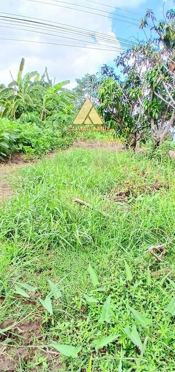 Đất thổ cư 1600m² tại Lý Văn Lâm, Cà Mau - Giấy tờ đầy đủ, giá tốt!