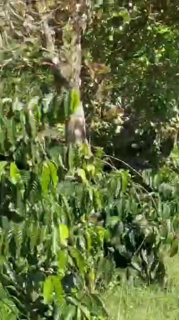 Đất đầu tư 9,5 sào Nghĩa Tân, Đắk Nông giá 2.3 tỷ - Cơ hội vàng cho nhà đầu tư!